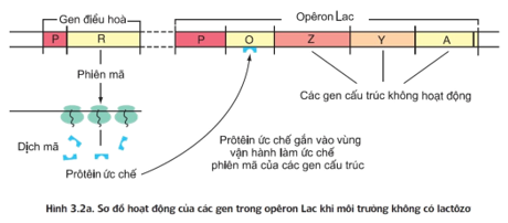 Trong cơ chế điều hoà hoạt động các alen trong ôperon lac ở vi khuẩn E coli, (ảnh 1)