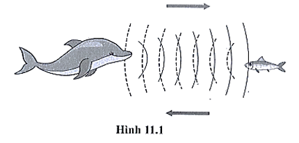 Để xác định vị trí của những con mồi, cá heo sử dụng siêu âm.  a) Ý nghĩa của các đường (ảnh 1)
