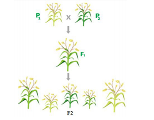 Hình ảnh dưới đây mô tả quy trình tạo giống có ưu thế lai cao ở một loài thực vật (ảnh 1)