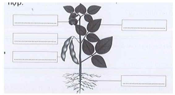 Viết tên các bộ phận của cây đậu tương vào chỗ …… cho phù hợp. (ảnh 1)