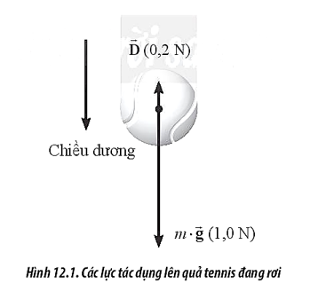 Hình 12.1 biểu diễn các lực tác dụng lên quả tennis đang rơi thẳng đứng. Hãy cho (ảnh 1)