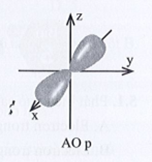 Hình ảnh bên mô tả AO p với hai thùy.  Những phát biểu nào sau đây là đúng?  (ảnh 1)