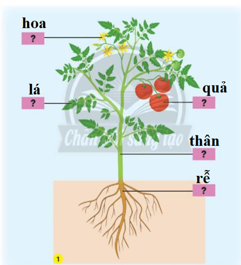 Nếu bạn đang tìm kiếm thông tin về cách ghi chú và phân loại cây cà chua, hãy xem những hình ảnh này. Bạn sẽ thấy những bộ phận khác nhau của cây cà chua và học cách ghi chú để có những mẹo và bí quyết riêng cho việc trồng và chăm sóc cây của bạn.