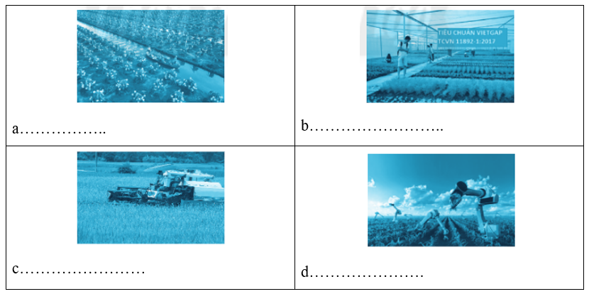 Quan sát các hình ảnh sau đây và nêu triển vọng của trồng trọt trong mỗi hình (ảnh 1)