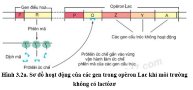 Trong cơ chế điều hòa hoạt động của Operon Lac, sự kiện nào sau diễn ra khi môi trường (ảnh 1)