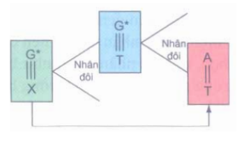 Gen ban đầu có cặp nuclêôtit chứa G hiếm (G*) là G*  -X, sau đột biến cặp này sẽ biến đổi thành cặp:  (ảnh 1)