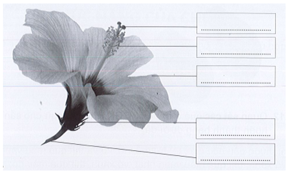 Viết tên các bộ phận của hoa râm bụt vào chỗ …… cho phù hợp. (ảnh 1)