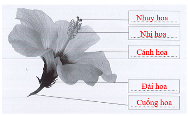 Viết tên các bộ phận của hoa râm bụt vào chỗ …… cho phù hợp. (ảnh 2)
