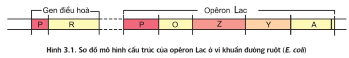 Theo Jacôp và Mônô, cấu tạo Ôpêron Lac gồm các thành phần có trình tự sắp xếp  (ảnh 1)