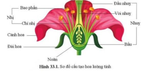 Quan sát hình 33.1, mô tả các bộ phận của hoa lưỡng tính. (ảnh 1)