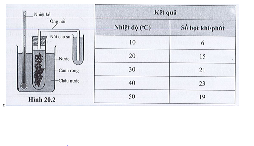 Một số học sinh làm thí nghiệm điều tra ảnh hưởng của nhiệt độ đến tốc độ quang (ảnh 1)