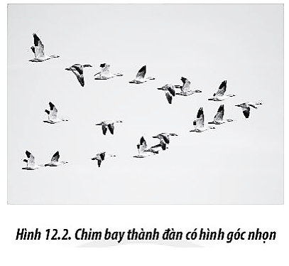 Một số loài chim khi di cư xa thường bay thành từng đàn có hình góc nhọn (Hình 12.2) (ảnh 1)