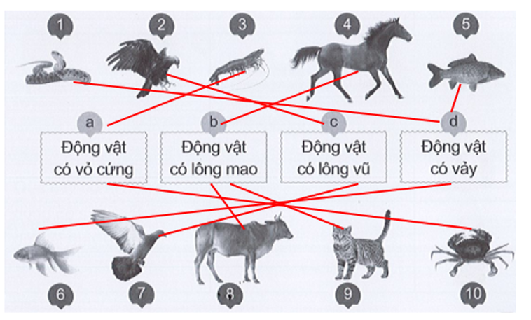 Nối hình các con vật với ô chữ chỉ nhóm động vật cho phù hợp. (ảnh 2)