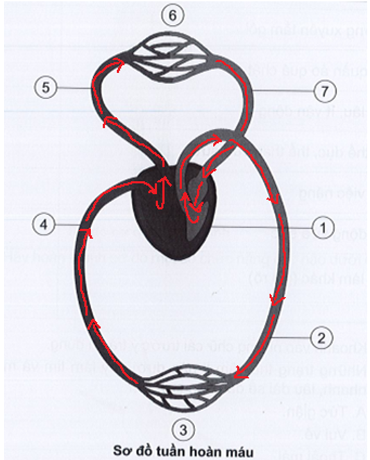 b) Vẽ mũi tên vào “Sơ đồ tuần hoàn máu” ở trên để chỉ đường đi của máu. (ảnh 1)