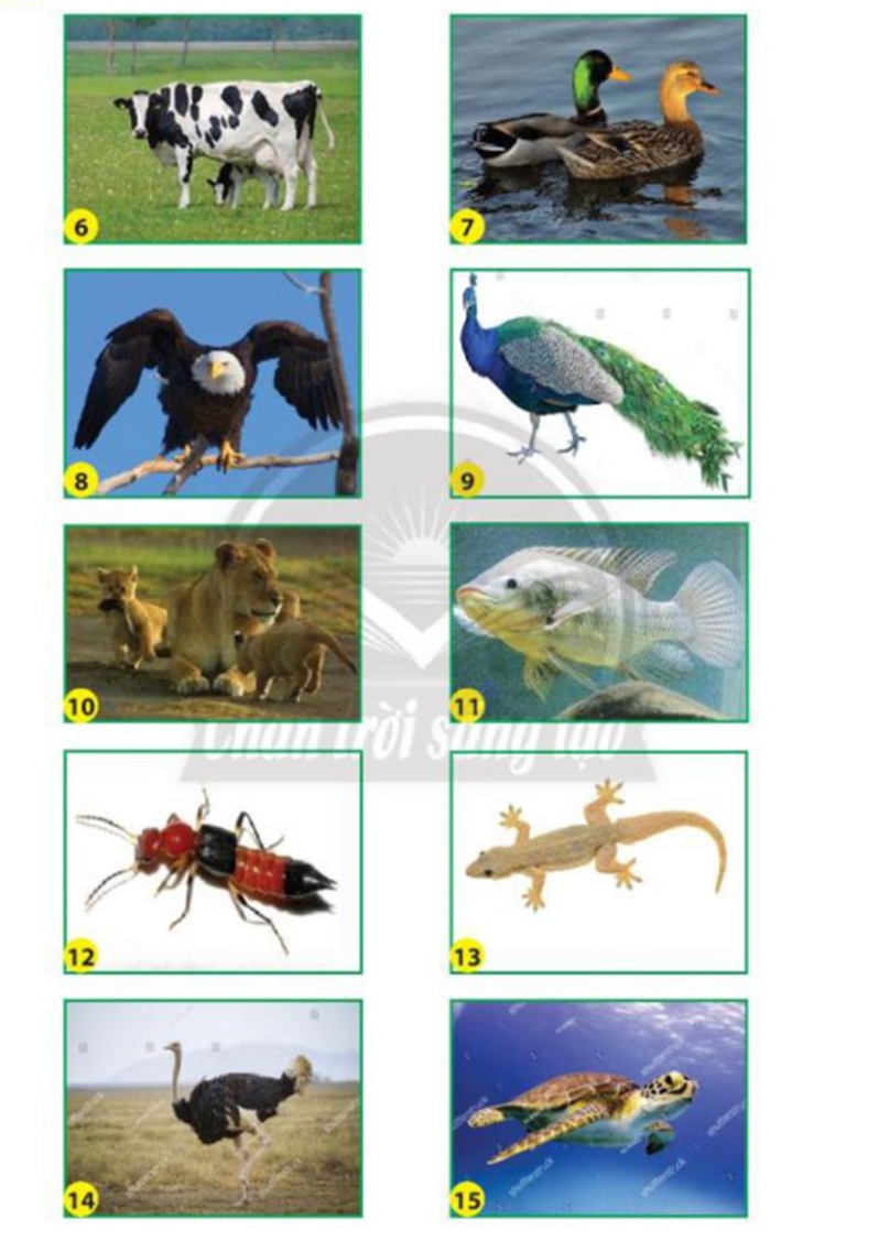 Phân loại các động vật dưới đây dựa vào đặc điểm cơ quan di chuyển. (ảnh 1)