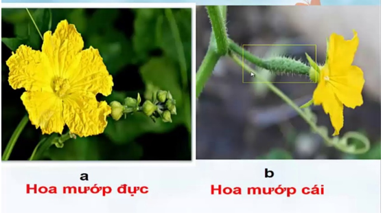 Sưu tầm ảnh, mẫu vật của một số loài hoa và phân loại chúng vào nhóm hoa đơn tính (ảnh 1)