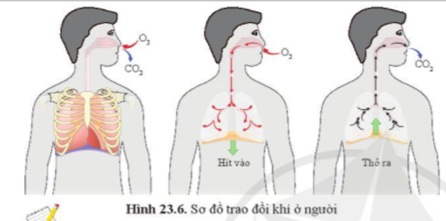 Quan sát hình 23.6, mô tả con đường đi của khí qua các cơ quan của hệ hô hấp ở người. (ảnh 1)