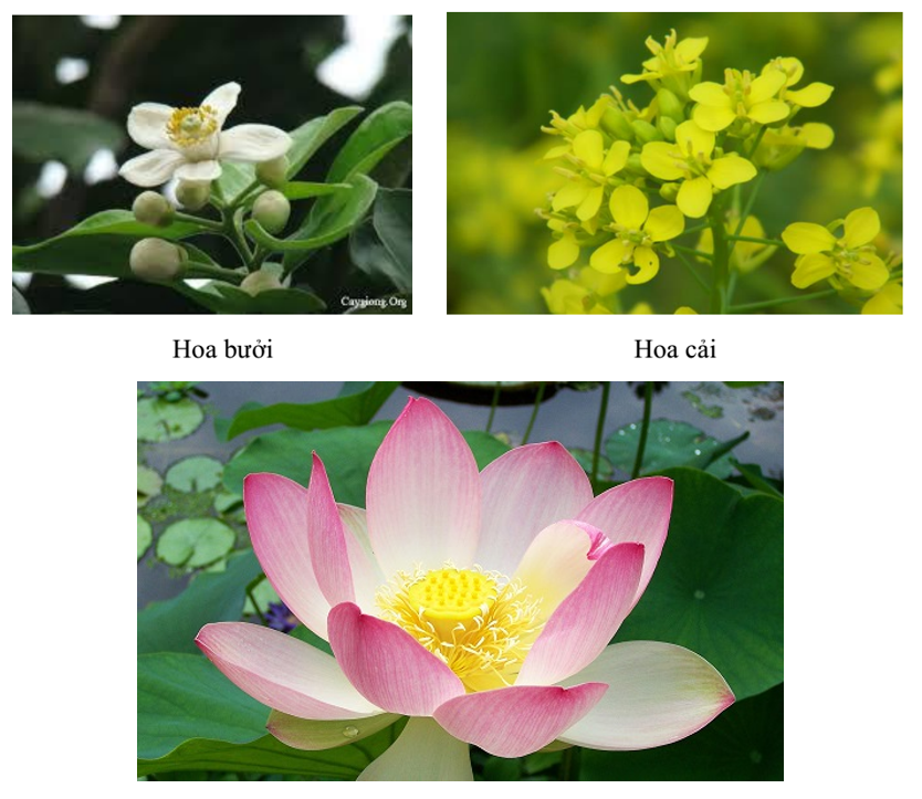 Sưu tầm ảnh, mẫu vật của một số loài hoa và phân loại chúng vào nhóm hoa đơn tính (ảnh 3)