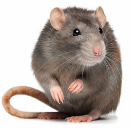 Đọc đoạn thông tin sau: Được biết, chuột cái có chu kì động dục từ 4 – 6 ngày. Trong trường hợp cho chuột cái tiếp xúc với nước tiểu chuột đực thì chúng sẽ động dục sau 72 giờ còn nếu những con chuột cái với mật độ lớn thì tất cả chúng sẽ không động dục.  (ảnh 1)