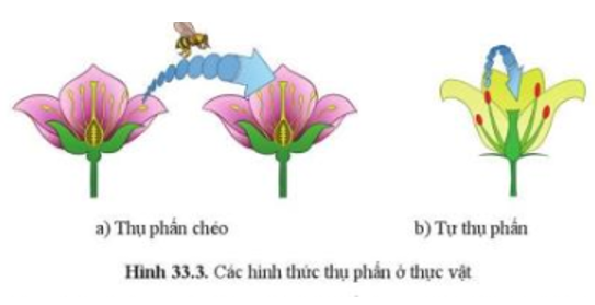 Quan sát hình 33.3, nêu sự khác nhau giữa tự thụ phấn và thụ phấn chéo. (ảnh 1)