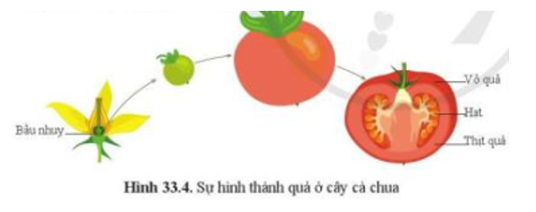Quan sát hình 33.4 và trình bày sự hình thành quả cà chua. (ảnh 1)