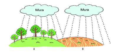 Quan sát hình, so sánh lượng chảy của dòng nước mưa trên mặt đất ở 2 nơi có rừng và đồi trọc.  (ảnh 1)