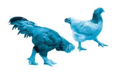 Số?   Một đàn gà Đông Tảo có 18 con gà mái. Số gà mái gấp 9 lần số gà trống. Đàn gà  (ảnh 1)