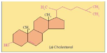 Lipid màng nào sau đây không chứa đuôi acid béo? A. Phospholipid. (ảnh 1)