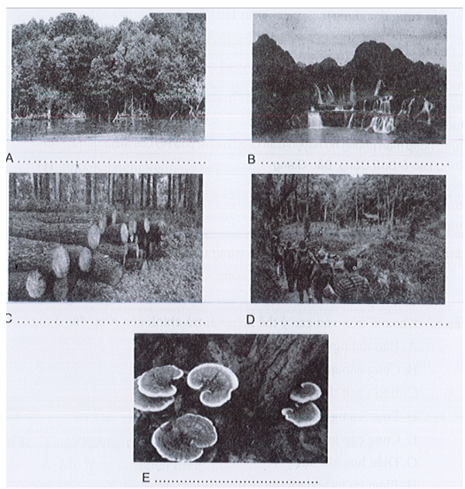 Những hình ảnh sau thể hiện vai trò nào của rừng? (ảnh 1)
