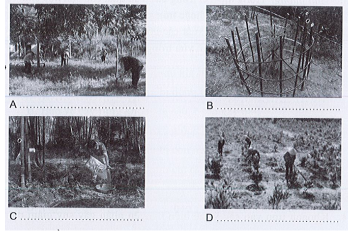 Những hình ảnh sau thể hiện công việc gì trong chăm sóc cây rừng? (ảnh 1)
