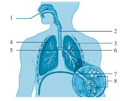 Xác định tên gọi của các cơ quan có trong hệ hô hấp ở người trong hình bên dưới. (ảnh 1)