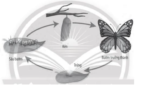 Vòng đời phát triển của bướm trải qua mấy giai đoạn? Hãy kể tên các giai đoạn đó. (ảnh 1)