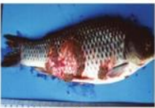 Hình ảnh nào cho thấy bệnh lở loét trên cá chép? (ảnh 1)