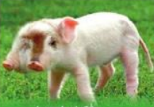 Hình ảnh nào thể hiện bệnh gạo ở lợn? (ảnh 2)