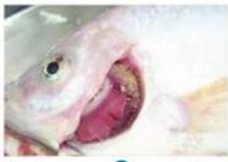 Hình ảnh nào cho thấy bệnh lở loét trên cá chép? (ảnh 2)