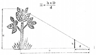 Làm thế nào để đo được chiều cao của cây? (ảnh 1)