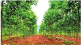 Hình ảnh nào thể hiện cây rừng được trồng được khoảng 3 năm (ảnh 3)