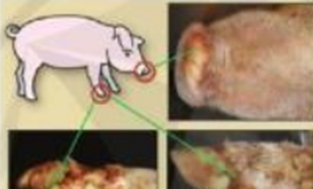 Hình ảnh nào thể hiện bệnh lở mồm long móng ở lợn? (ảnh 3)
