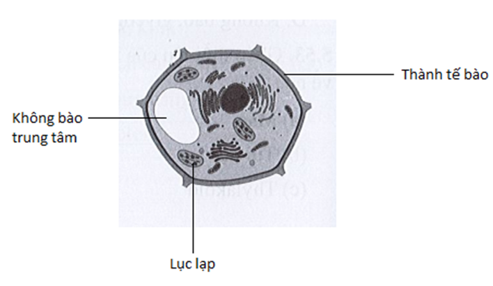 Nêu ít nhất 3 đặc điểm cấu tạo của tế bào trong hình vẽ để chứng minh (ảnh 2)