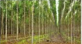 Hình ảnh nào thể hiện cây rừng được trồng được khoảng 3 năm (ảnh 4)