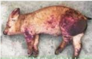 Hình ảnh nào thể hiện bệnh lở mồm long móng ở lợn? (ảnh 4)