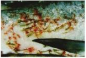 Hình ảnh nào cho thấy bệnh chướng bụng ở cá rô phi? (ảnh 4)