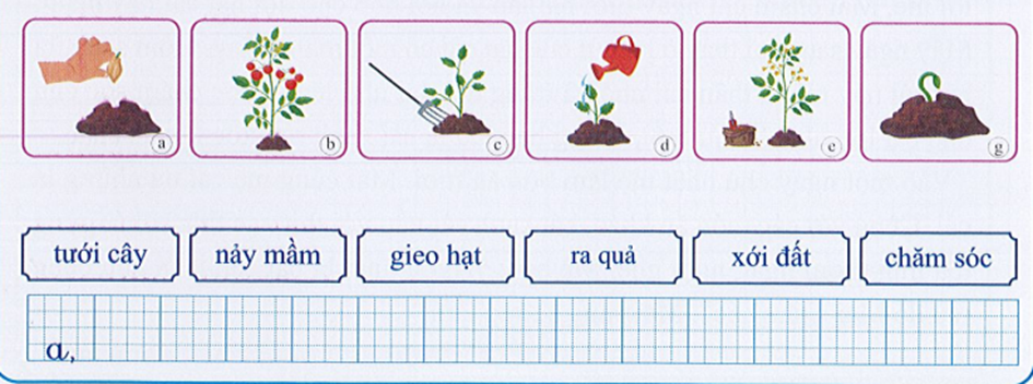 Nối và sắp xếp các hình sau để được quy trình trồng cây  (ảnh 1)