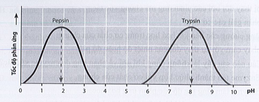 Cho đồ thị thể hiện tốc độ của phản ứng có sự xúc tác của enzyme pepsin  (ảnh 1)