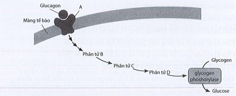 Sơ đồ sau minh họa quá trình truyền thông tin từ tế bào tuyến tụy (ảnh 1)