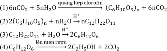 Viết phương trình phản ứng theo sơ đồ tạo thành và chuyển hóa tinh bột sau: CO2 -> (C6H10O5)n -> C12H22O11 (ảnh 2)