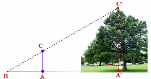 Hình dưới đây mô tả cách đo chiều cao của cây. Các thông số đo đạc được như sau: AB = 1 m; AA' = 4,5 m; CA = 1,2 m. Chiều cao của cây là   (ảnh 1)