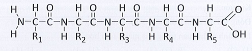 Cho peptide sau: Peptide này có bao nhiêu amino acid? (ảnh 1)
