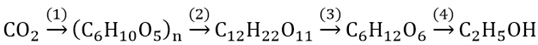 Viết phương trình phản ứng theo sơ đồ tạo thành và chuyển hóa tinh bột sau: CO2 -> (C6H10O5)n -> C12H22O11 (ảnh 1)