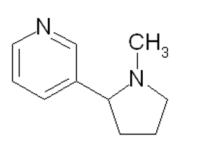 Nicotin là một chất tìm thấy trong các cây họ Cà (Solanaceae), chủ yếu trong cây (ảnh 1)